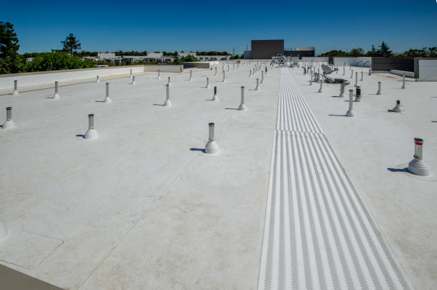 Best Roof Moss and Algae Removal  in Forestville, OH